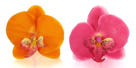 Orchid Hair Clip